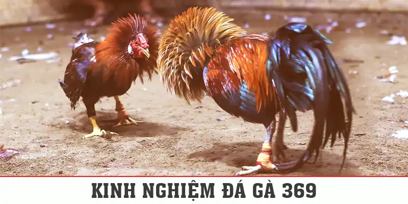 Kinh Nghiệm Đá Gà 369 - Tổng Hợp 6 Bí Kíp Đặt Cược Hiệu Quả