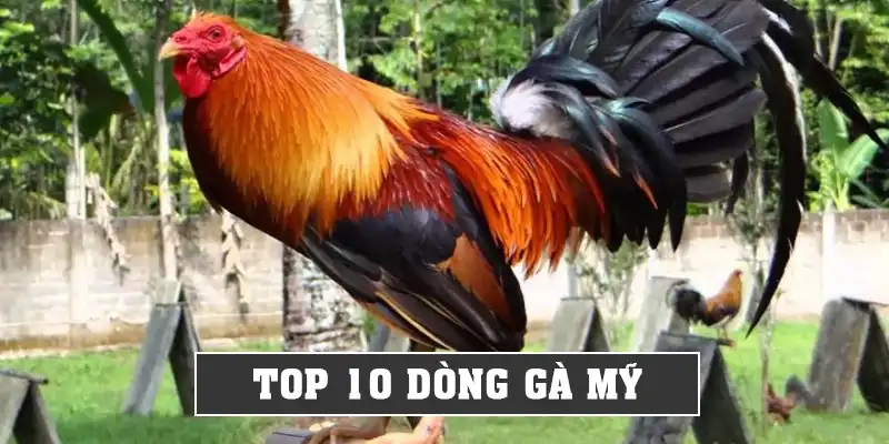 Top 10 Dòng Gà Mỹ Chất Lượng Nhất Dành Cho Anh Em Sư Kê